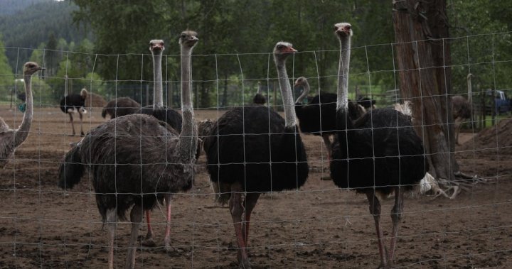 RFK Jr. asks Canadian regulator to reconsider ostrich cull at B.C. farm
