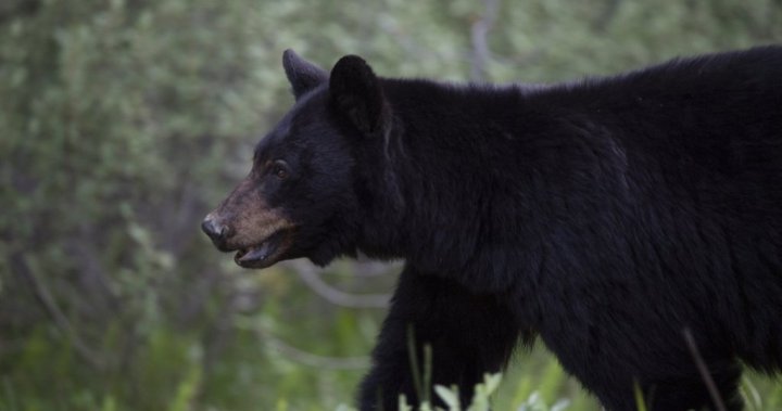 Woman bitten by black bear in Anmore, B.C. – BC