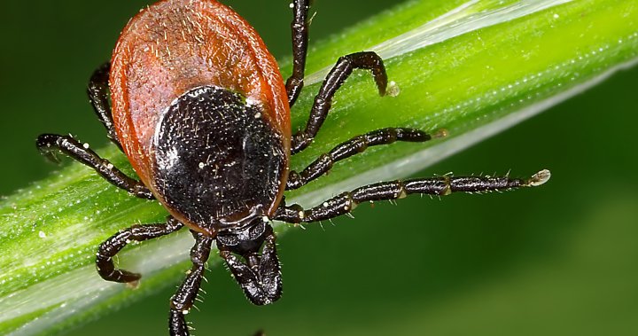 Tick season is back. How to stay safe around these risky bloodsuckers – National