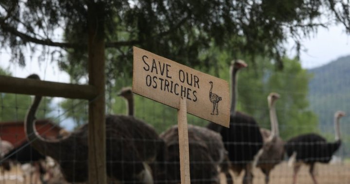 Ahead of ostrich cull, RCMP warn B.C. farm protesters of possible arrest
