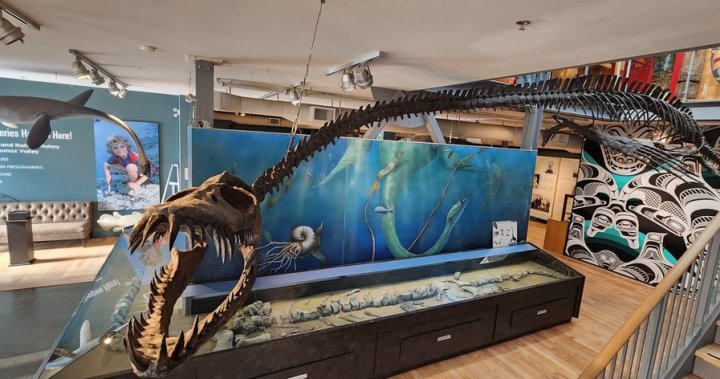 Ferocious-looking B.C. marine reptile fossil confirmed as new genus