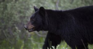 Black bear killed after attacking woman in Maple Ridge backyard