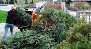 COMMENTARY: Take off the tinsel! What to do with your Christmas tree after the holidays