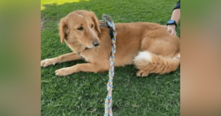 ‘Just incredible’: Missing rescue pup found after 36 days roaming U.K. alone – National